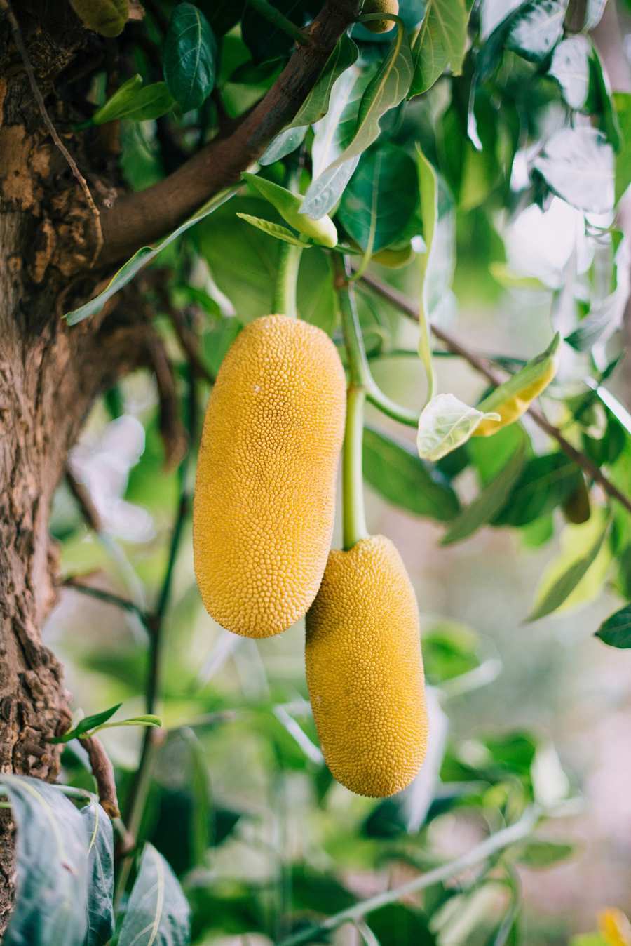 yellow fruit on green tree during daytime